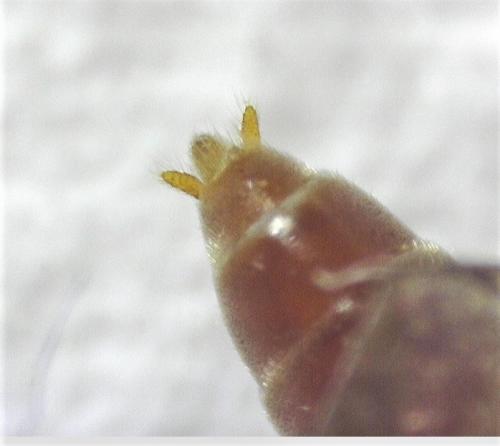 Ophion variegatus